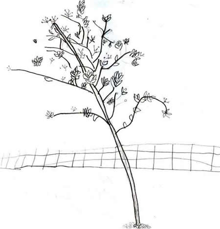 Fall Tree Drawing by Lilly